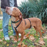 Rado ein perfekter Begleiter, Hund zur Adoption