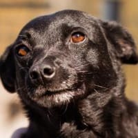 ♥Zora♥ wartet schon in 90530 Wendelstein, Hündin zur Adoption