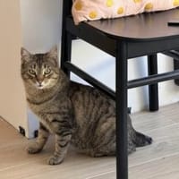 Angel (FIV+) - schöner, lieber Tiger, Kater zur Adoption