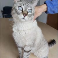 René - sehr liebenswerte Thai Siam-Mix, Katze zur Adoption