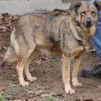 Ferdinand sucht liebevolle Menschen, Hund zur Adoption