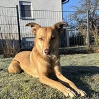 Zuhause gesucht für Puffy, Hündin zur Adoption