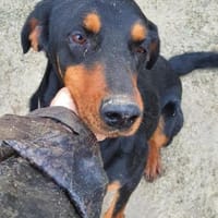 Linda  52 cm (Pflegestelle), Hündin zur Adoption