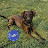 Jimmy braucht ein neues Zuhause, Hund zur Adoption