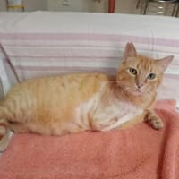 Felicia (FIV) Dreibeinchen sucht Zuhause, Katze zur Adoption