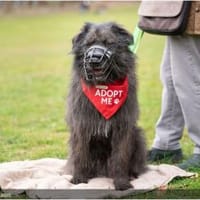 Wooly- sucht dringend erfahrenes Zuhause, Hund zur Adoption