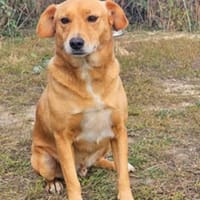 Udo ist ein wahrer Freund fürs Leben, Hund zur Adoption