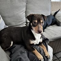 Dotti geht neugierig durchs Leben, Hündin zur Adoption