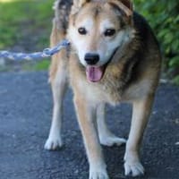 Haro - lieber, ruhiger Rüde, Hund zur Adoption