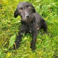 Wer schenkt Karsten ein Zuhause?, Hund zur Adoption