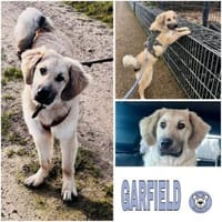 GARFIELD - lieb & anhänglich-, Hund zur Adoption