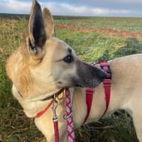 Dasha sucht ein liebes Zuhause, Hündin zur Adoption