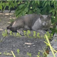 Sultan (FIV+) - liebenswert & freundlich, Kater zur Adoption