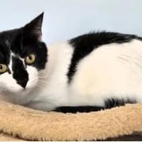 Fernando (+Pepper) - verschmust und lieb, Kater zur Adoption