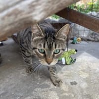 Lucks - verzaubert dich im Nu!, Kater zur Adoption