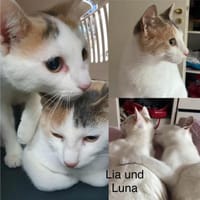 Lia und Luna suchen im Doppelpack, Katze zur Adoption