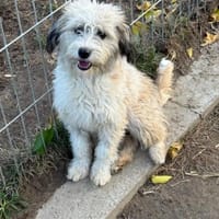 Ich heiße Mimoo .... mit Video, Hündin zur Adoption