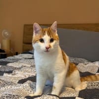 🐾Neugieriger  Jungkater Toro🐾, Kater zur Adoption