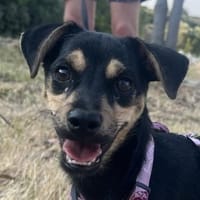 Phil, geb. ca. 12/2024, 53879 Euskirchen, Hund zur Adoption