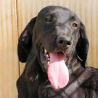 MARADONA - ab Februar in Oldenburg, Hund zur Adoption