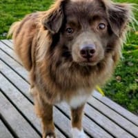 Sergio- sensibel und kuschelbedürftig, Hund zur Adoption