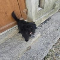 TEO - (liebevoll, lebensfroh), Hündin zur Adoption