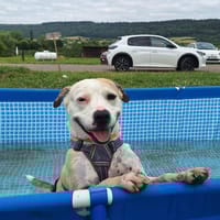 CIRILLA, chienne à adopter