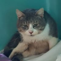 ATLAS, chat à adopter