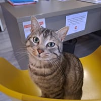 ABRAXAS, chat à adopter