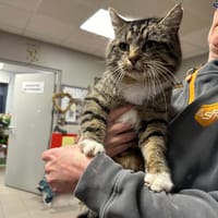 MASTOC, chat à adopter