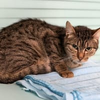 Terton CAB5022, chat à adopter