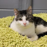 ELI, chat à adopter