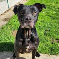 MONACO QCN, chien à adopter