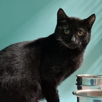 RIKU, chatte à adopter