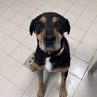 HEDEN, chien à adopter