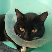 OREO C, chat à adopter