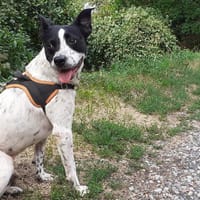 Maicky, chien à adopter