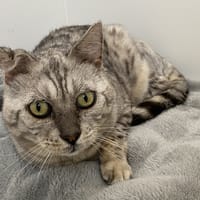 leo, chat à adopter