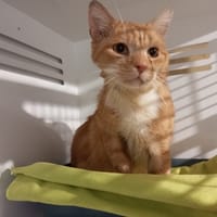 POIROT, chat à adopter
