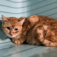 Lumo CAB5024, chat à adopter