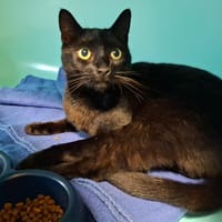 REVE, chatte à adopter