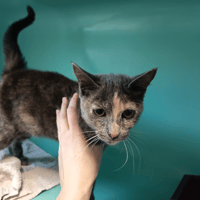 GUIMAUVE C, chatte à adopter