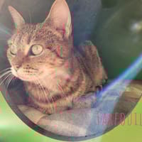 FARFOUILLE A17276, chatte à adopter