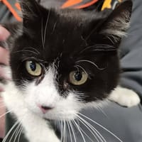 michat, chat à adopter