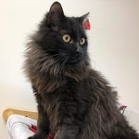 ROY, chat à adopter