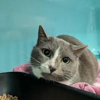 NEYTIRI, chatte à adopter