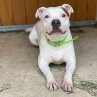 MONTDORG, chien à adopter