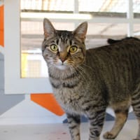 AVRIL, chat à adopter