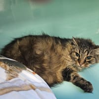 Lily, chatte à adopter
