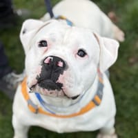 FOLIO, chien à adopter